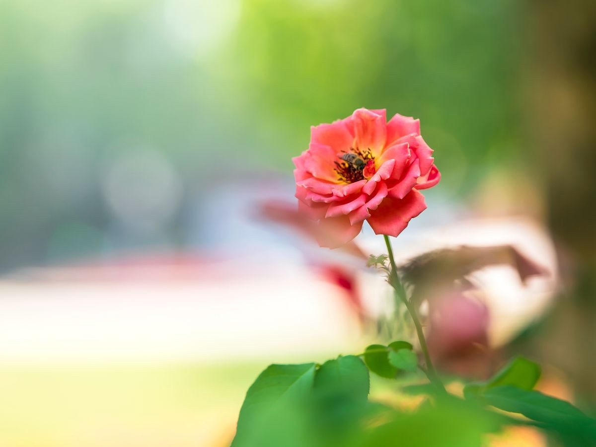 只道花开无十日，此花无日不春风