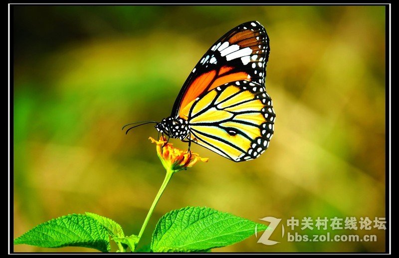 好久没冒泡了，带几张旧照报道！
