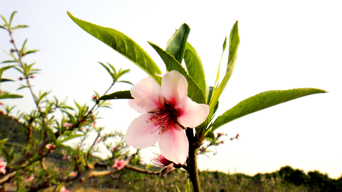 竹外桃花三兩枝,春江水暖鴨先知.