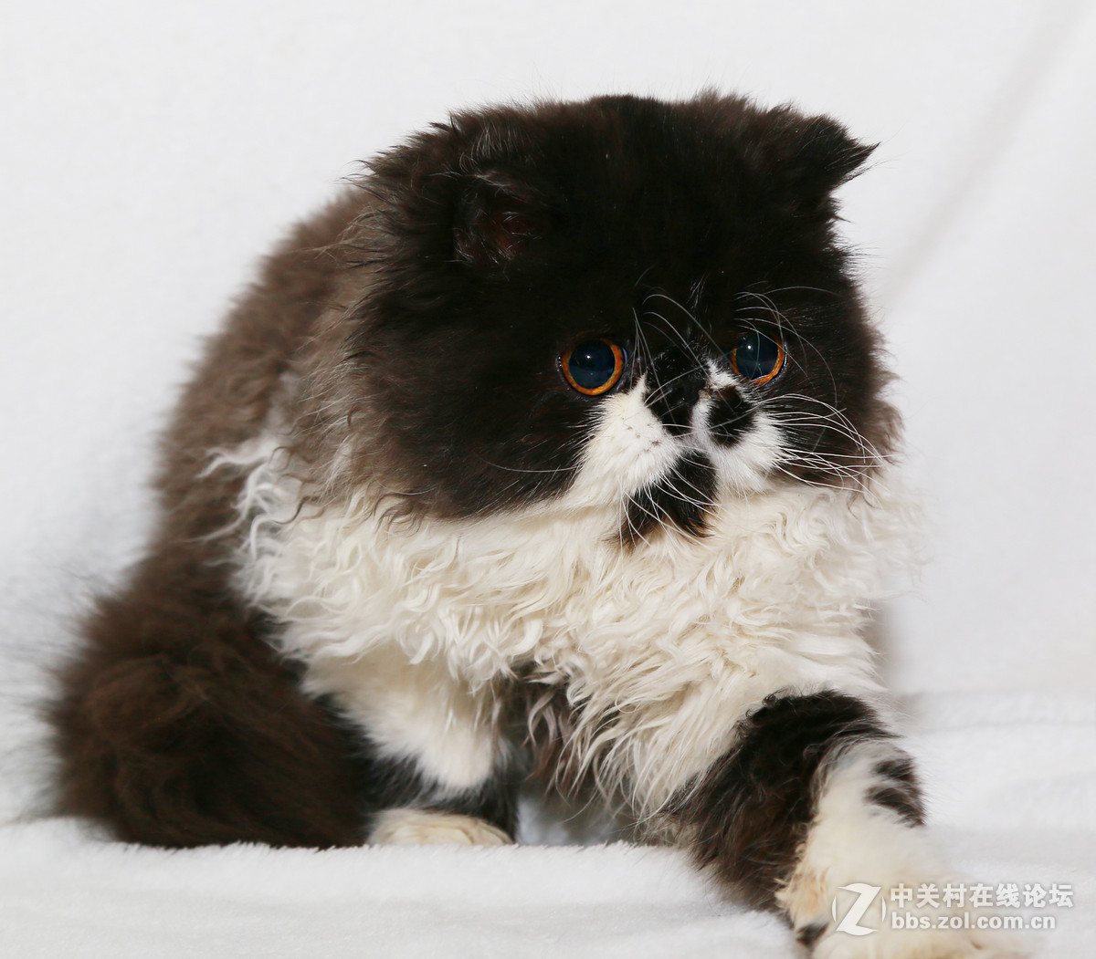 ★★★★★  纯种加菲猫 第六季  ★★★★★