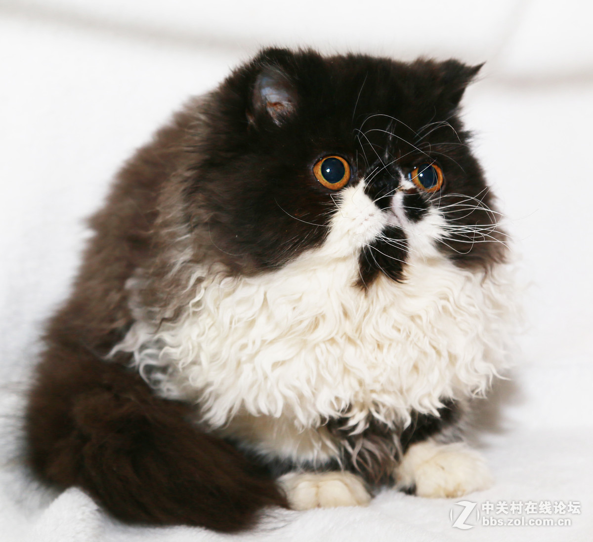 ★★★★★  纯种加菲猫 第六季  ★★★★★