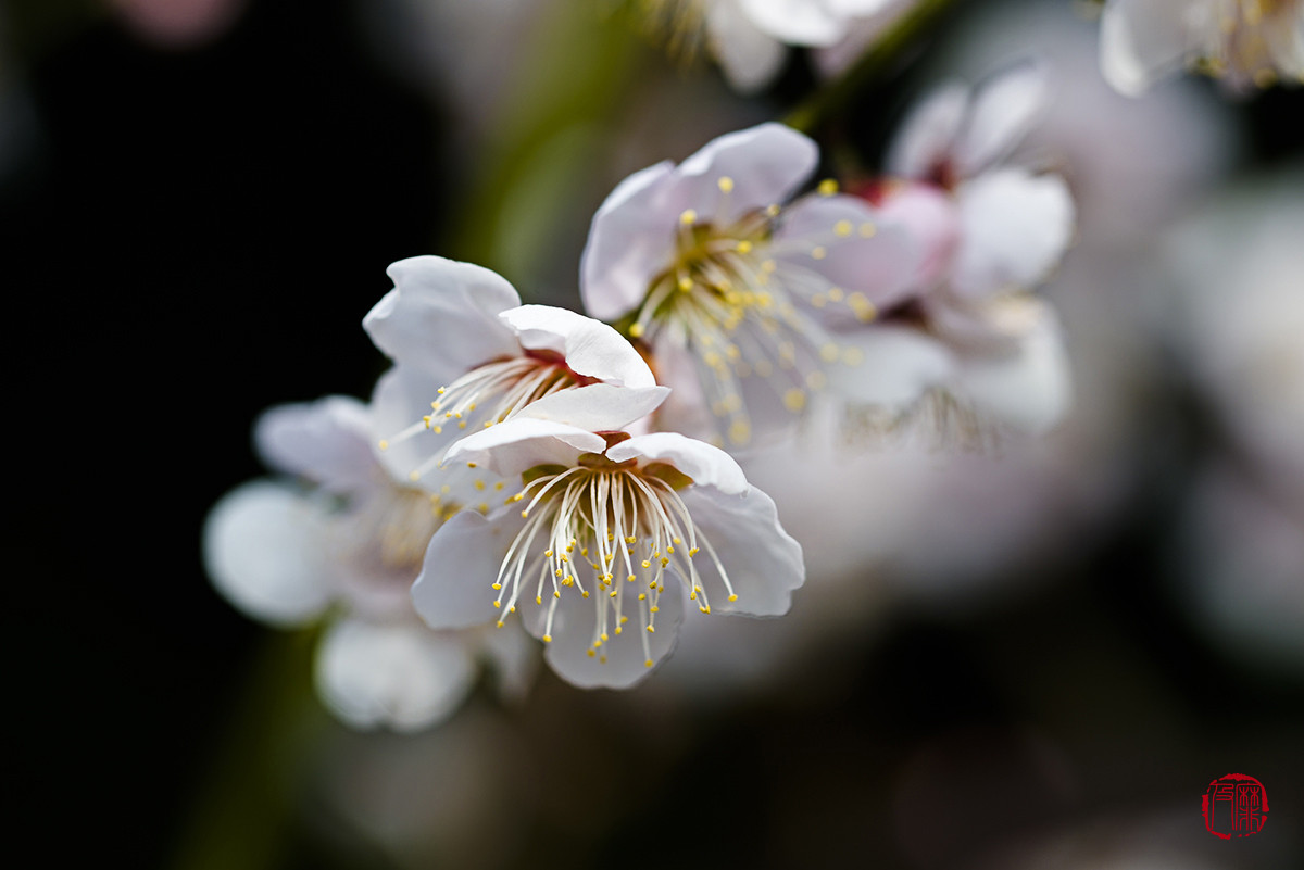 #尼康花卉作品赏析#【梅花报春】