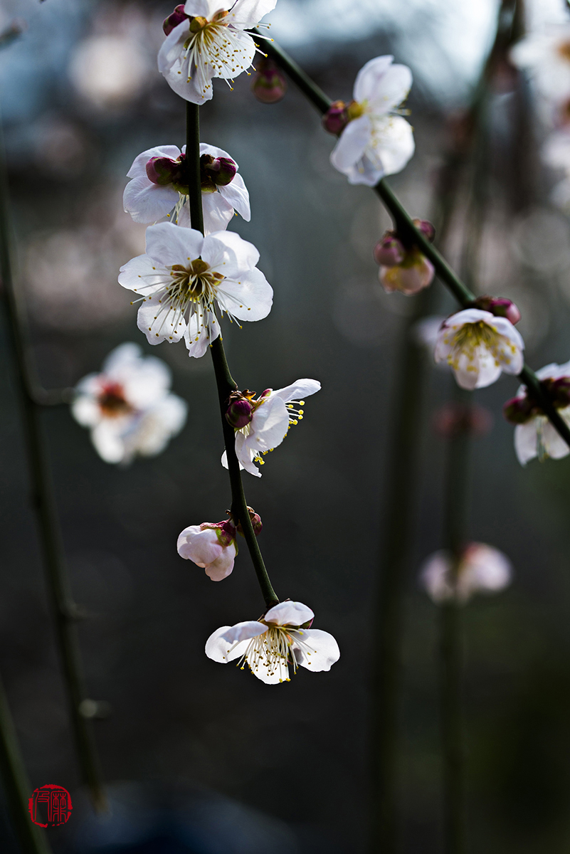 #尼康花卉作品赏析#【梅花报春】