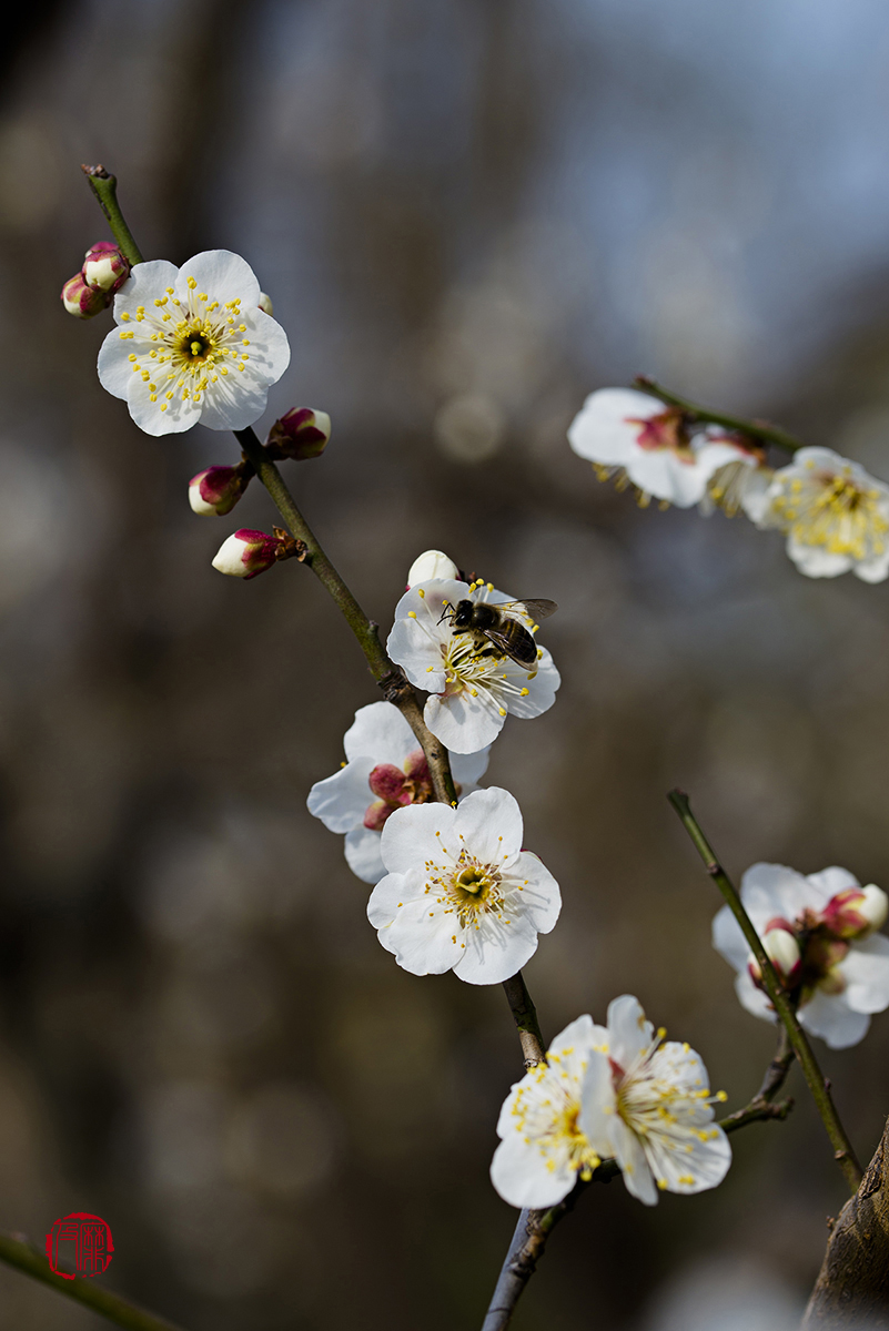 #尼康花卉作品赏析#【梅花报春】