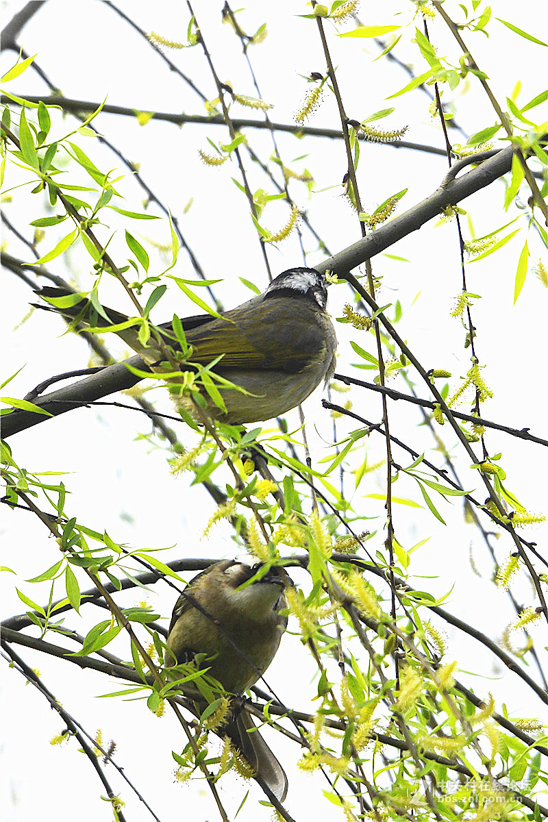 鹅黄嫩柳白头鸟