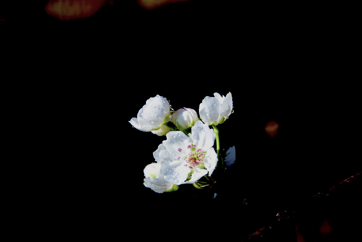 梨花一枝春带雨