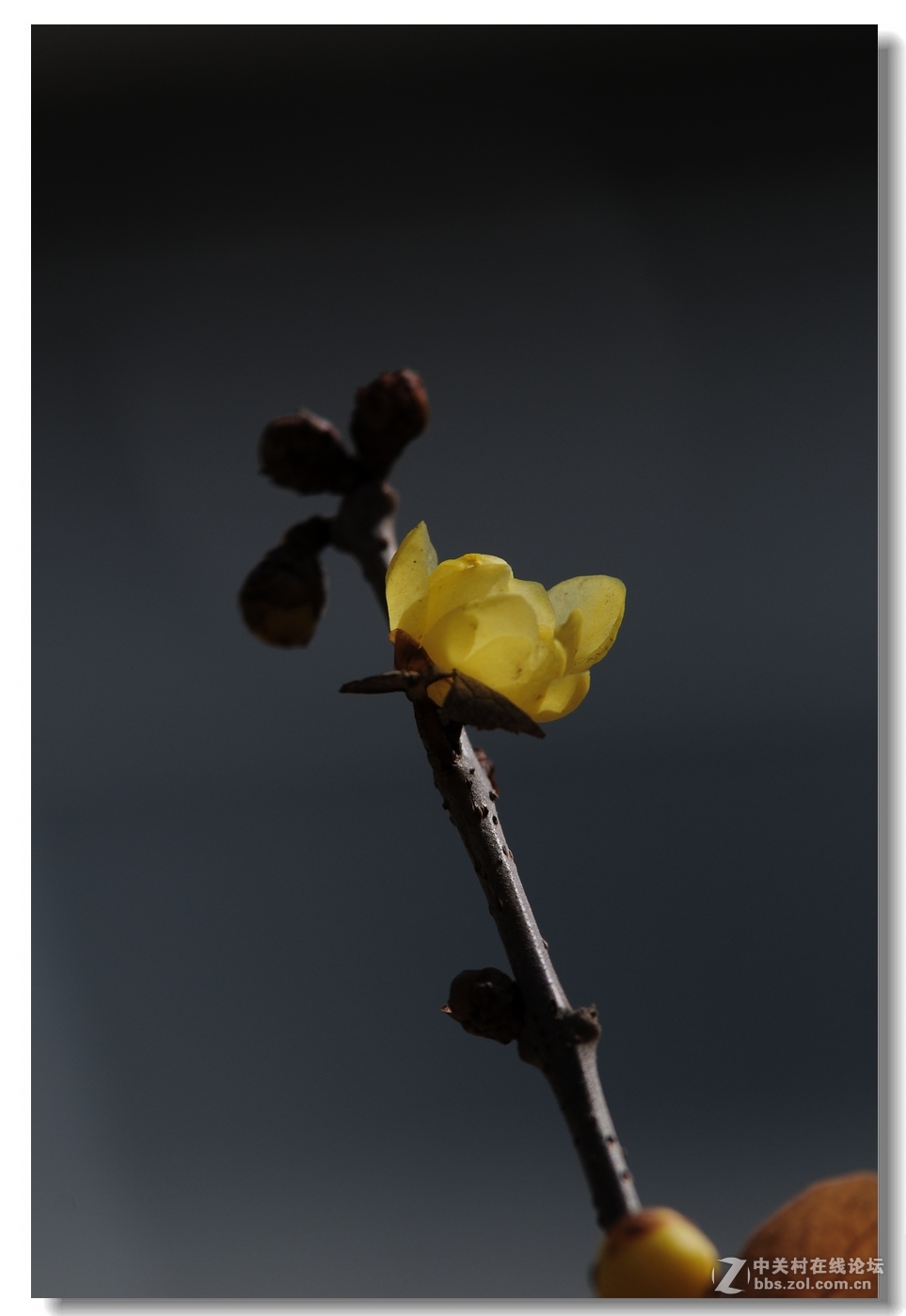 闻香识梅——第一次拍腊梅