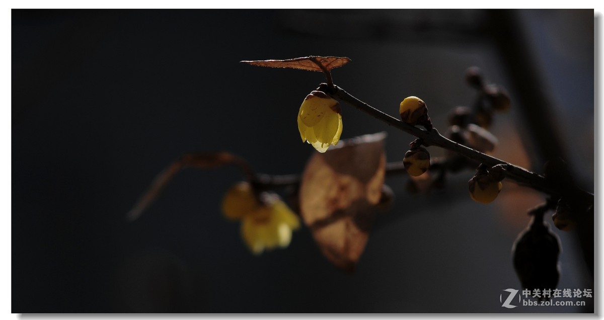 闻香识梅——第一次拍腊梅