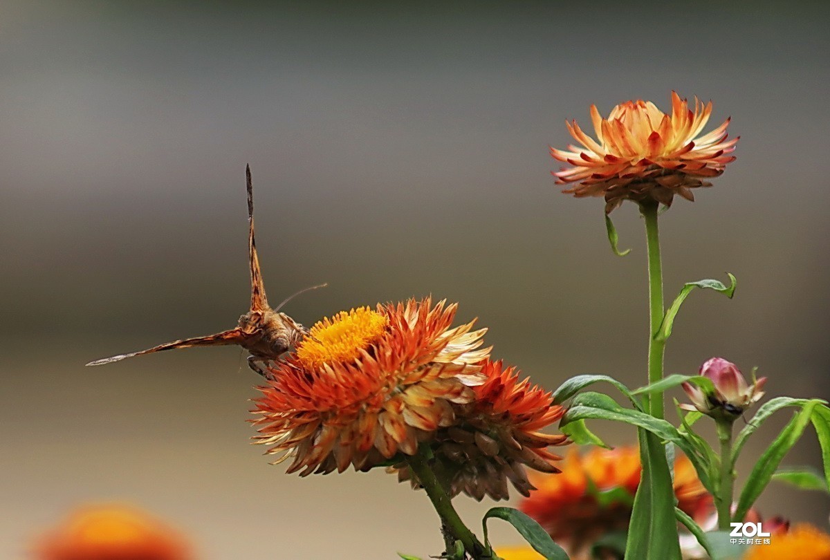 #版主坐堂#  2019年9月《佳能EF 24-105mm f/4L  IS USM镜头》星空(中国)优秀作品选编