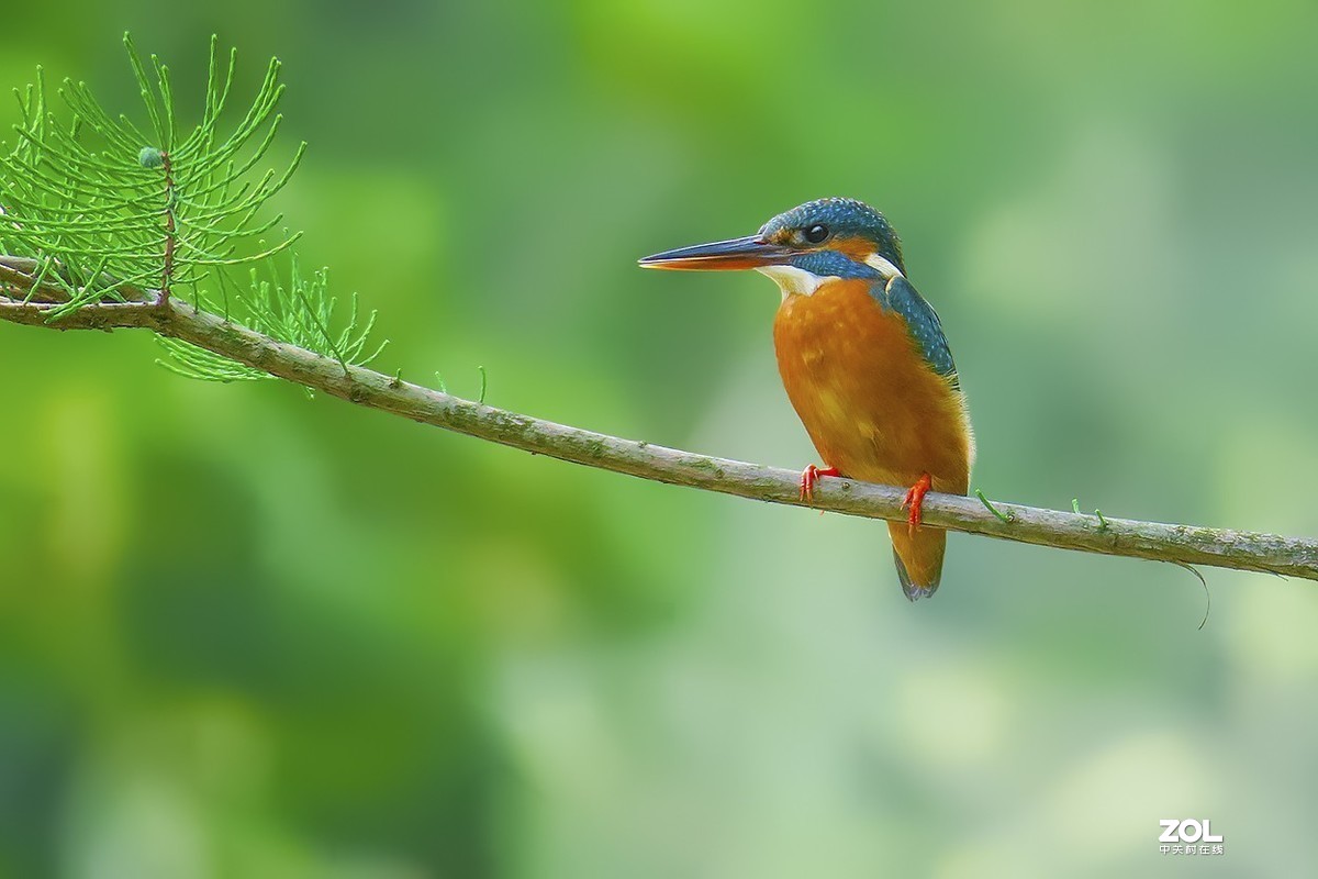 #版主坐堂#  2019年9月《佳能EF 24-105mm f/4L  IS USM镜头》星空(中国)优秀作品选编