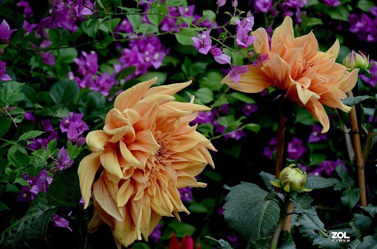 #版主坐堂#  2019年9月《佳能EF 24-105mm f/4L  IS USM镜头》星空(中国)优秀作品选编