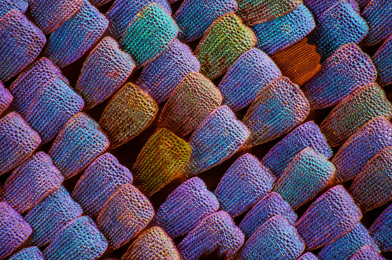 显微摄影—隐藏在蝴蝶翅膀上的细节之美