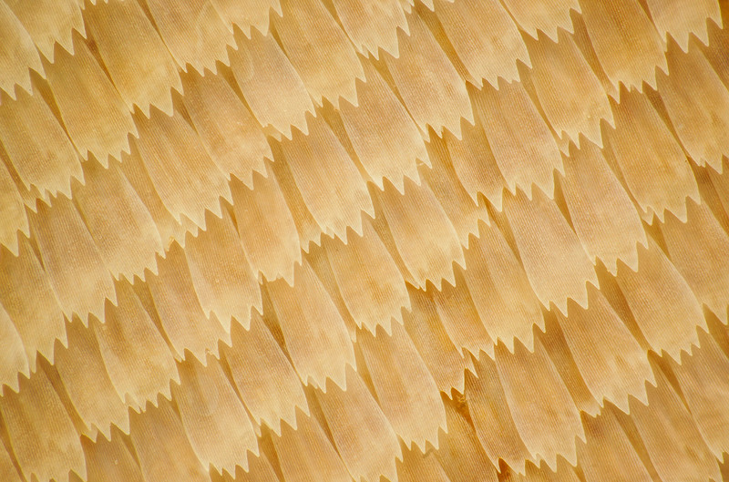 显微摄影—隐藏在蝴蝶翅膀上的细节之美