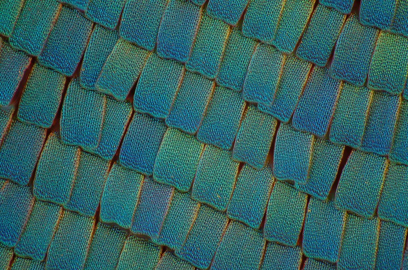 显微摄影—隐藏在蝴蝶翅膀上的细节之美