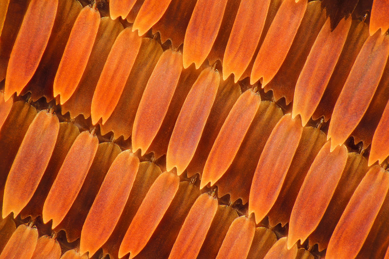 显微摄影—隐藏在蝴蝶翅膀上的细节之美