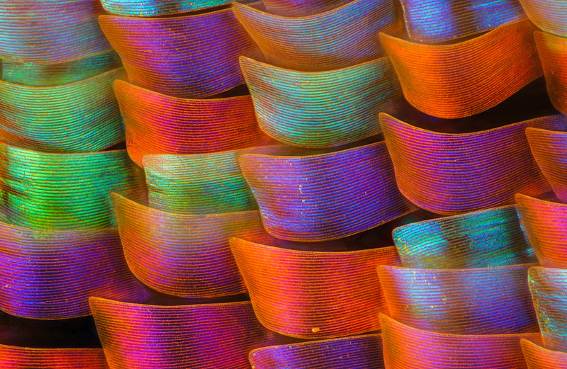 显微摄影—隐藏在蝴蝶翅膀上的细节之美