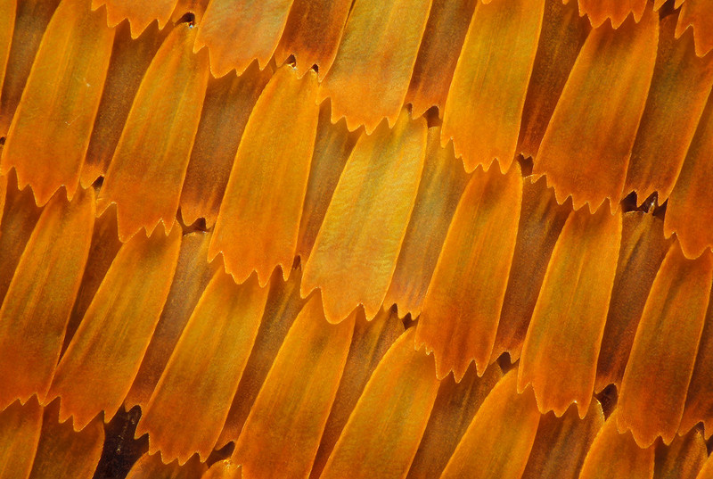 显微摄影—隐藏在蝴蝶翅膀上的细节之美