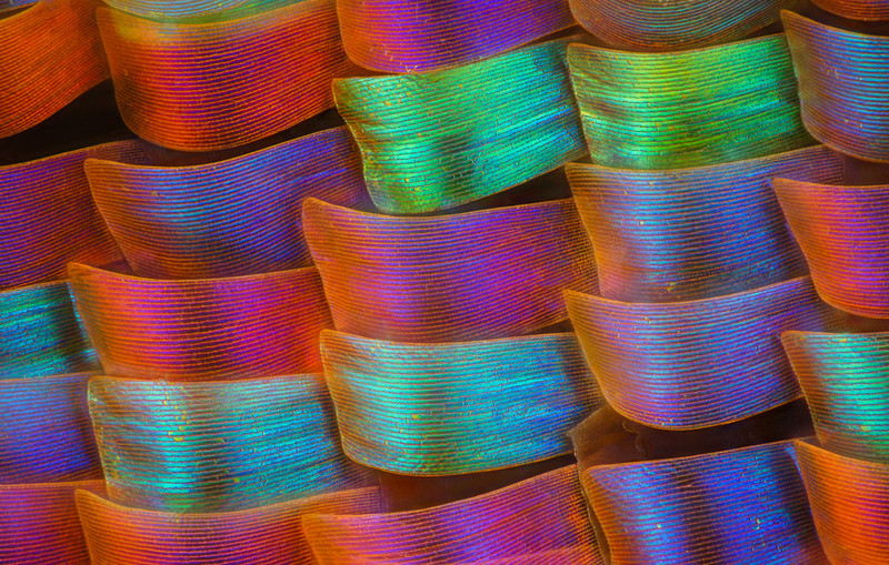 显微摄影—隐藏在蝴蝶翅膀上的细节之美