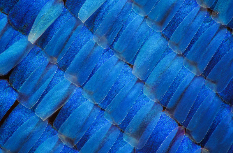 显微摄影—隐藏在蝴蝶翅膀上的细节之美