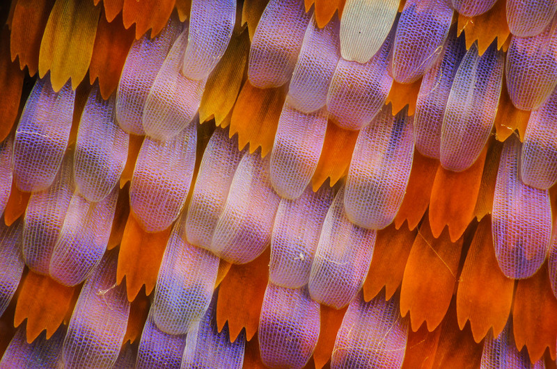 显微摄影—隐藏在蝴蝶翅膀上的细节之美