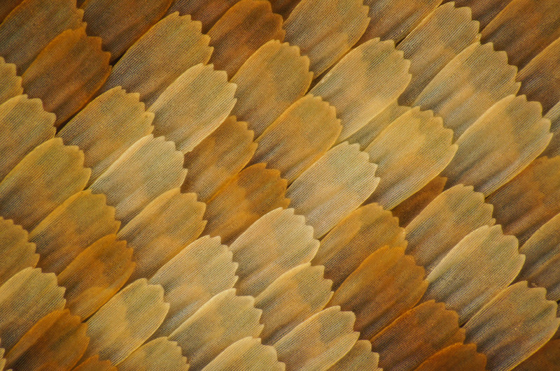 显微摄影—隐藏在蝴蝶翅膀上的细节之美