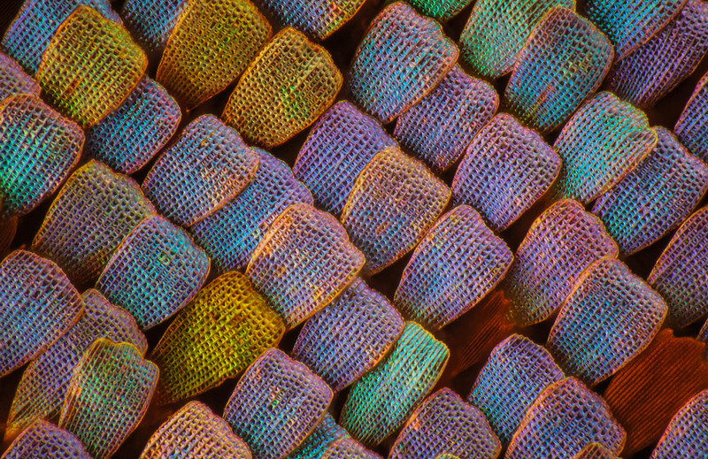 显微摄影—隐藏在蝴蝶翅膀上的细节之美