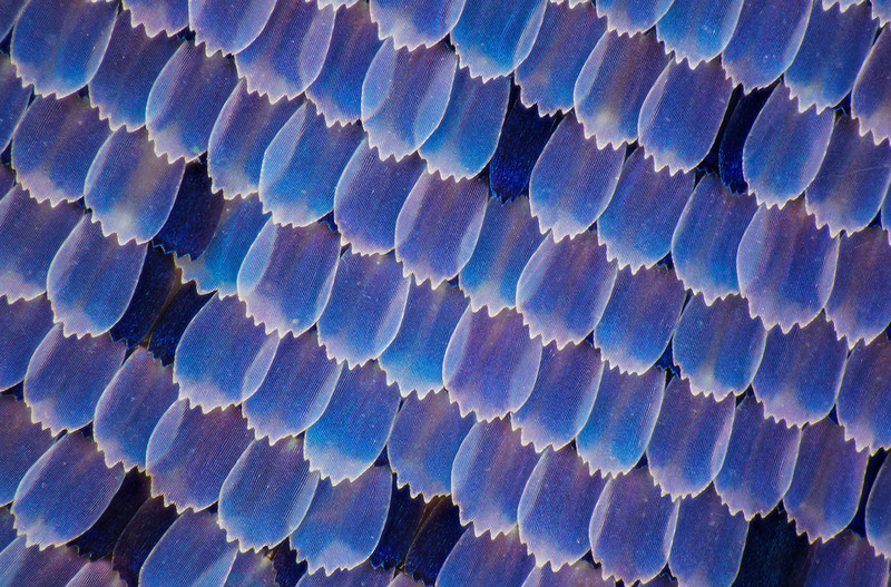 显微摄影—隐藏在蝴蝶翅膀上的细节之美