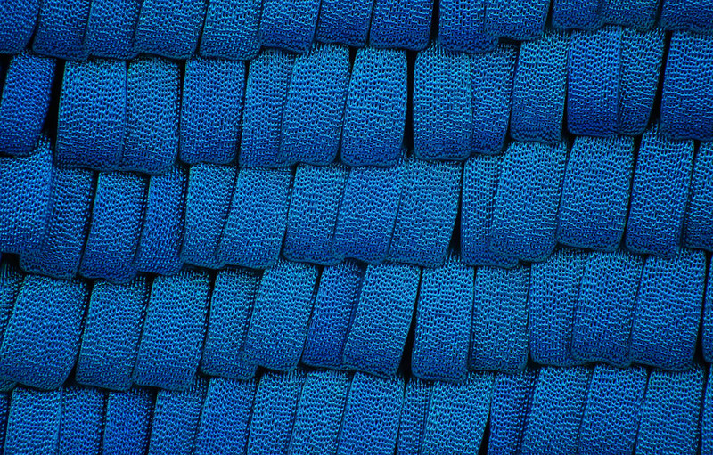 显微摄影—隐藏在蝴蝶翅膀上的细节之美