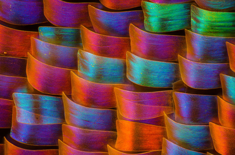 显微摄影—隐藏在蝴蝶翅膀上的细节之美