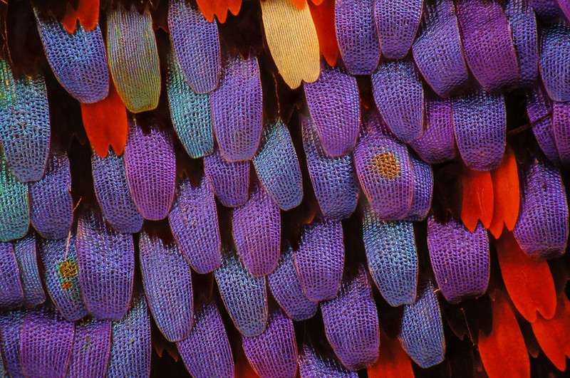 显微摄影—隐藏在蝴蝶翅膀上的细节之美