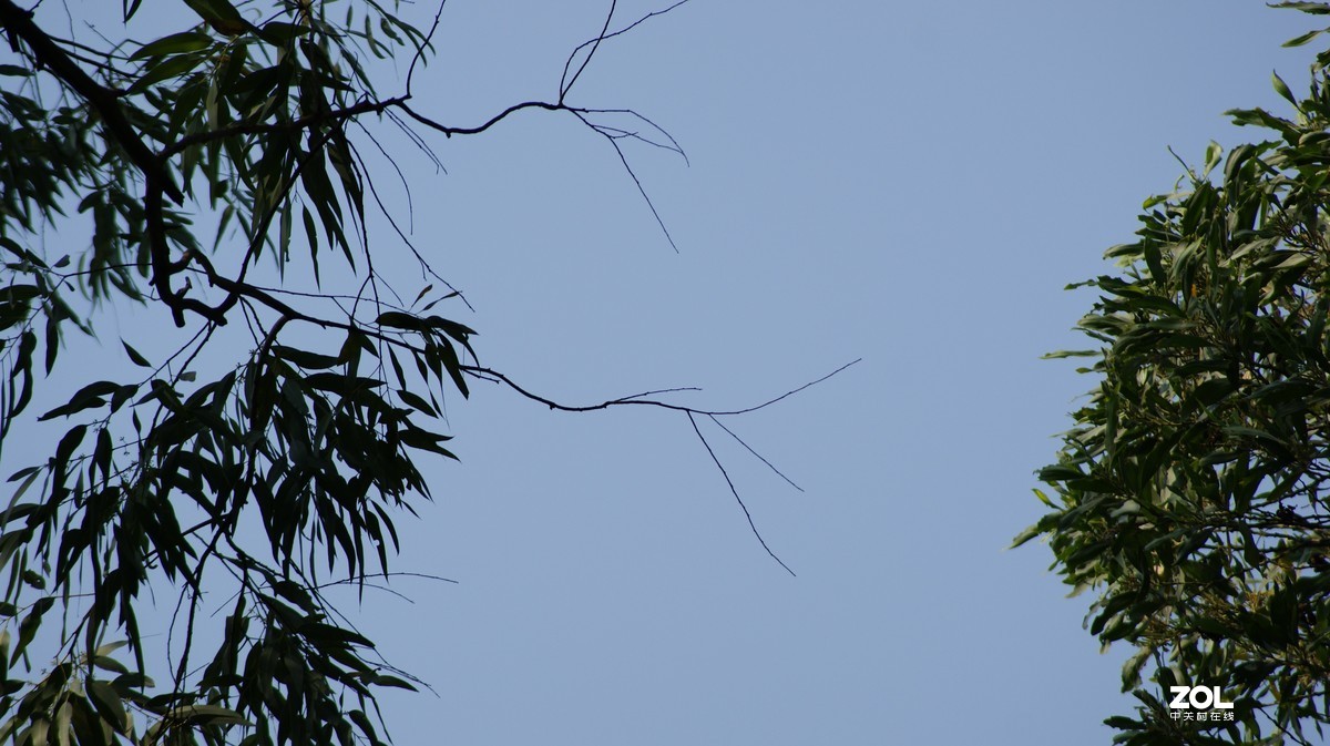 望牛亭公园之《技繁叶茂》
