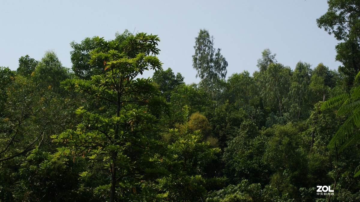 望牛亭公园之《技繁叶茂》