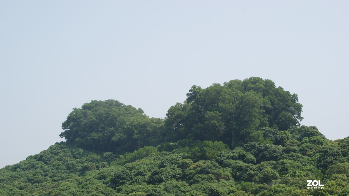 望牛亭公园之《技繁叶茂》