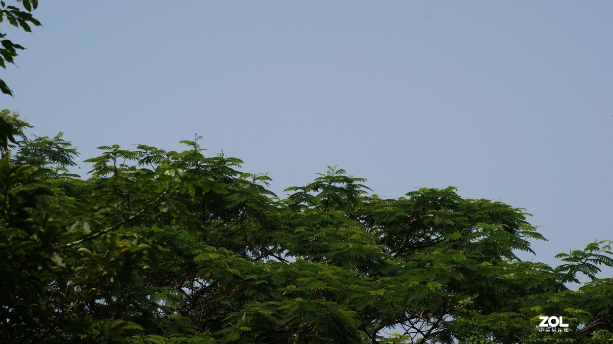 望牛亭公园之《技繁叶茂》