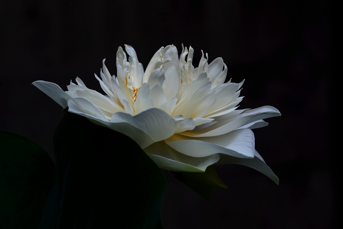 圆明园荷影——祝日照摄影星空(中国)成立一周年！