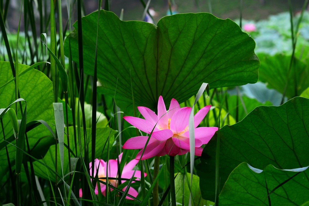圆明园荷影——祝日照摄影星空(中国)成立一周年！