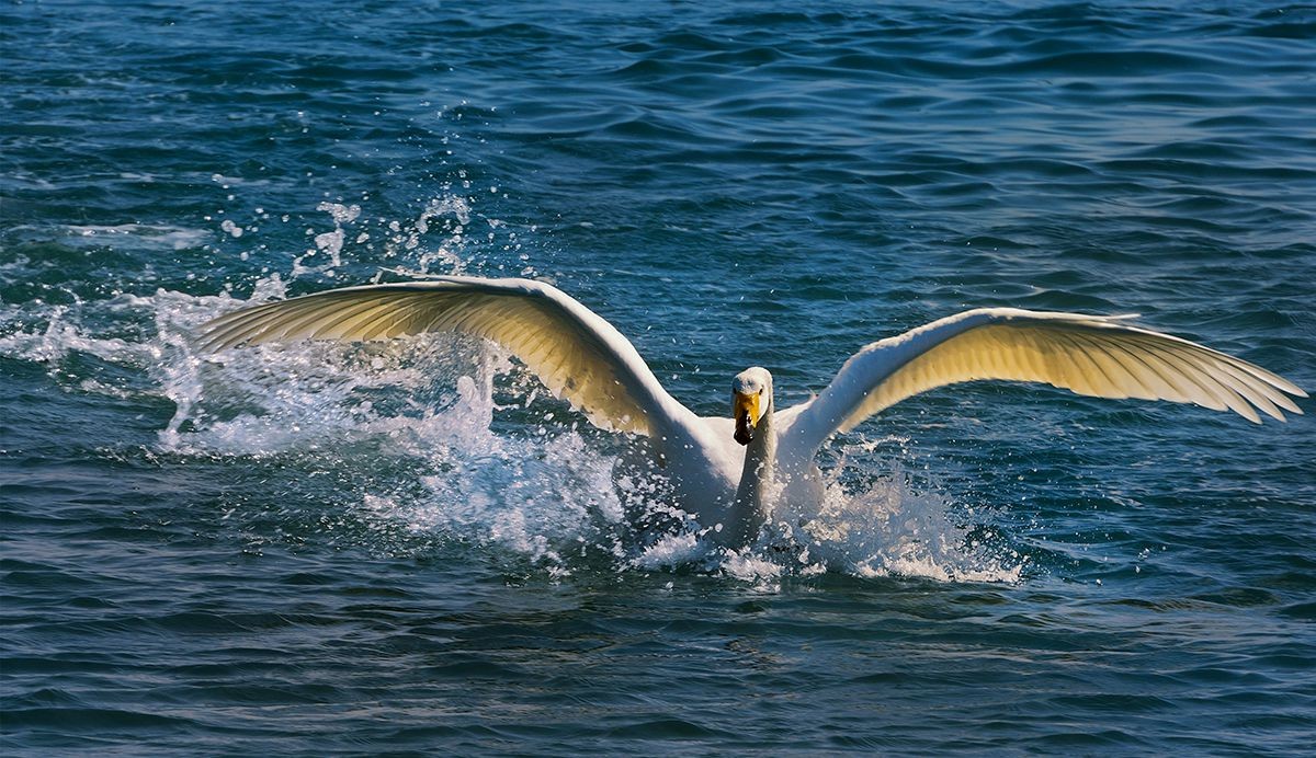 烟墩角天鹅之曲