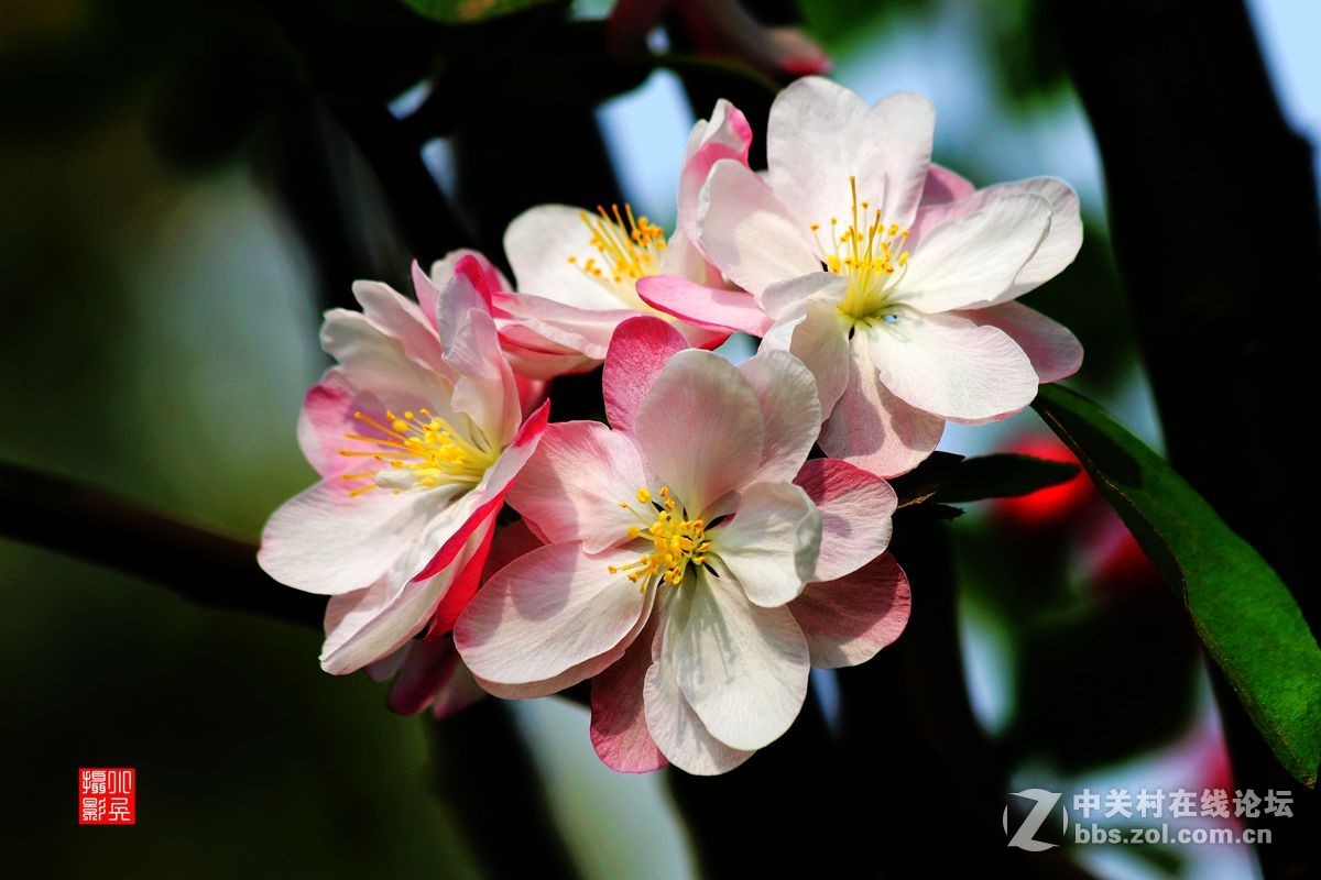 15年012——垂丝海棠（2）