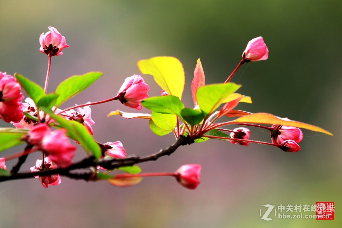 15年012——垂丝海棠（2）