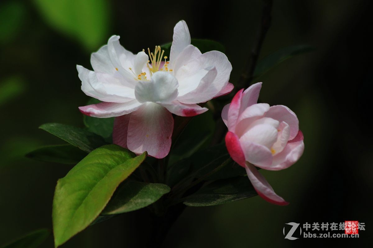 15年012——垂丝海棠（2）