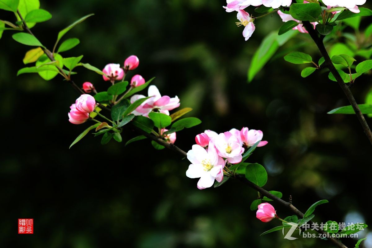 15年012——垂丝海棠（2）