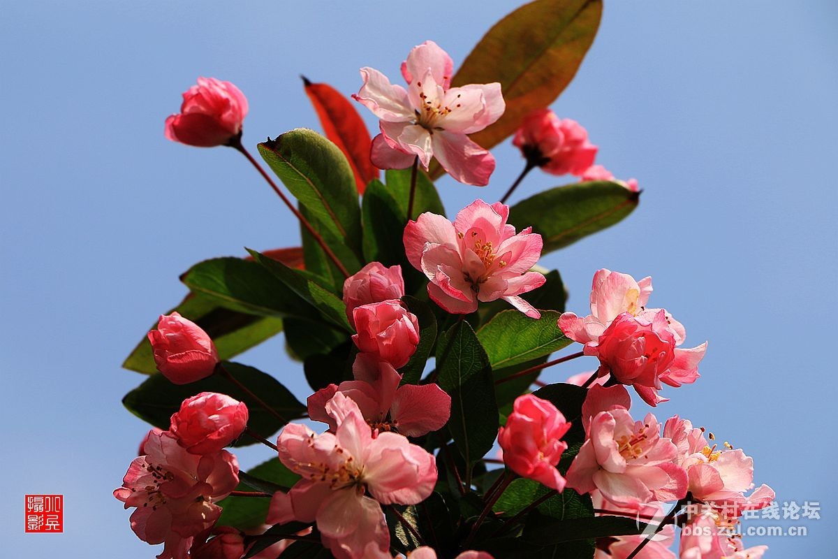 15年012——垂丝海棠（2）