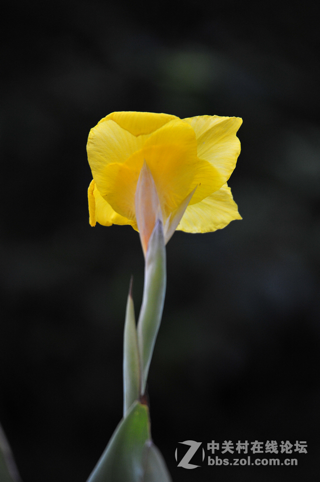 #尼康花卉作品赏析#第15期《美人蕉》