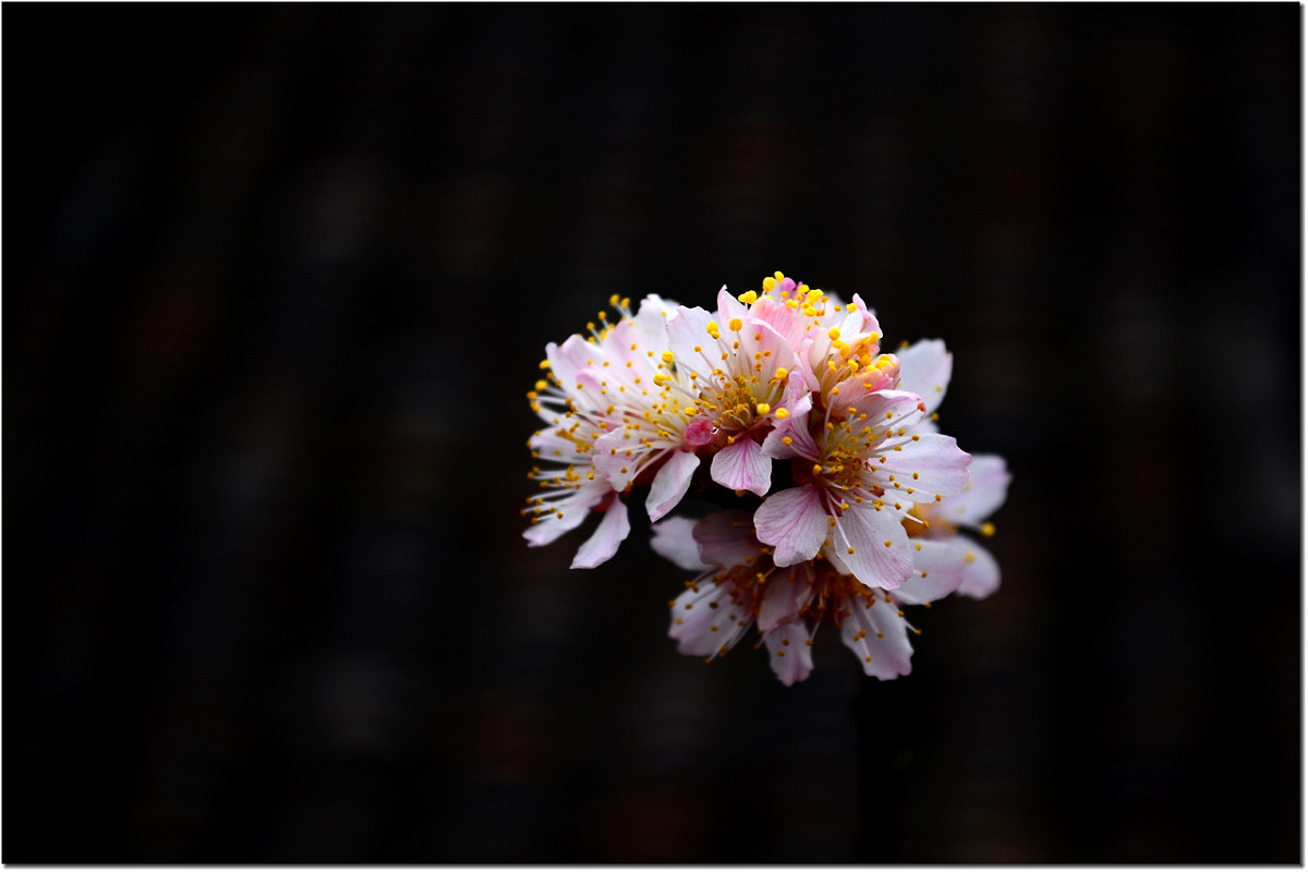 樱桃花开