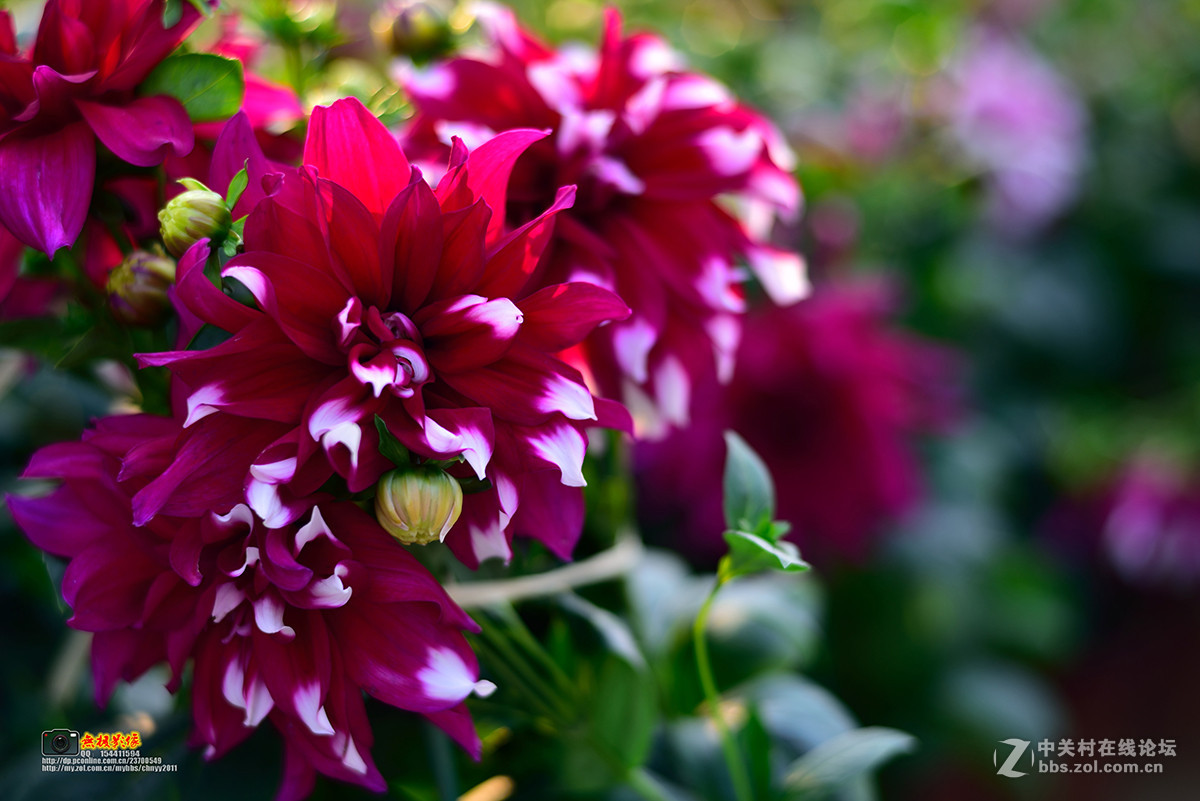 D750+康泰时85 1.4试镜