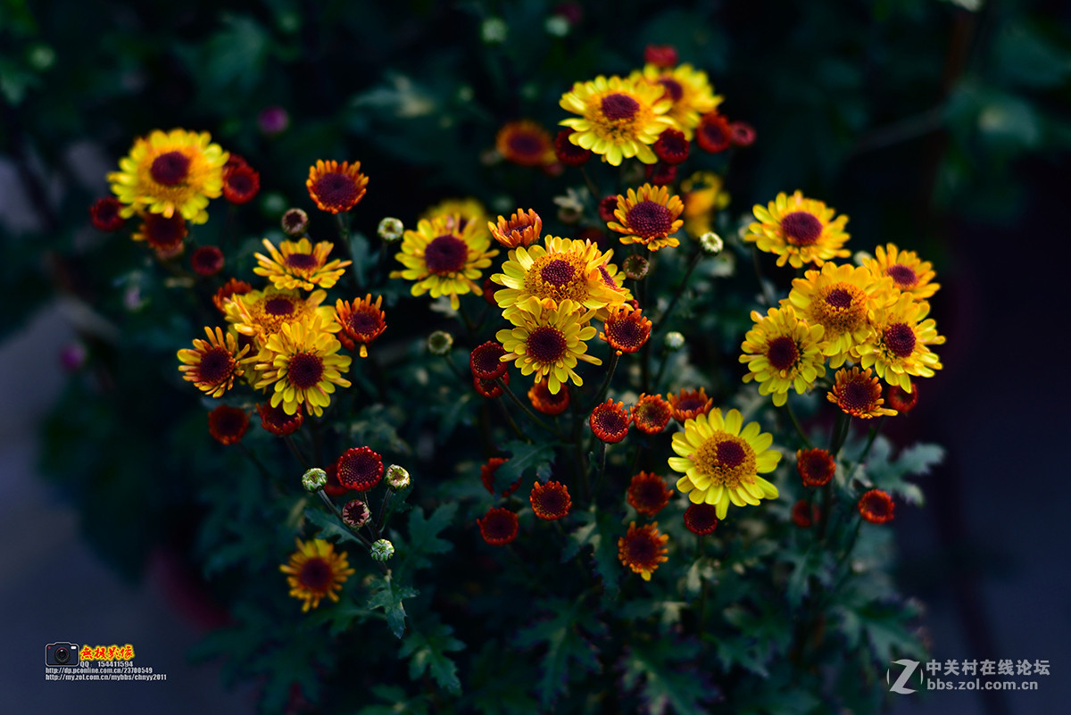 D750+康泰时85 1.4试镜