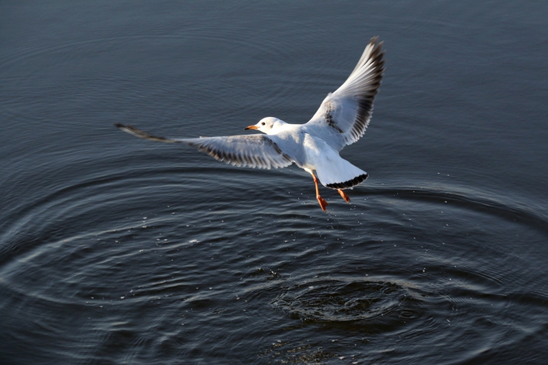 海洋馆随拍海鸥2
