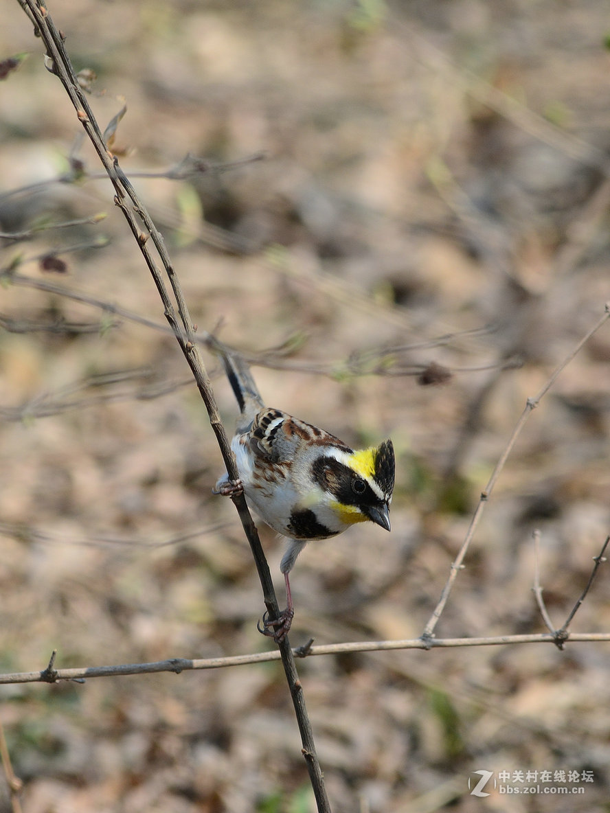 #尼康鸟类作品赏析#【几只小鸟（打鸟中，右脚负伤了）】 （老阿推荐）