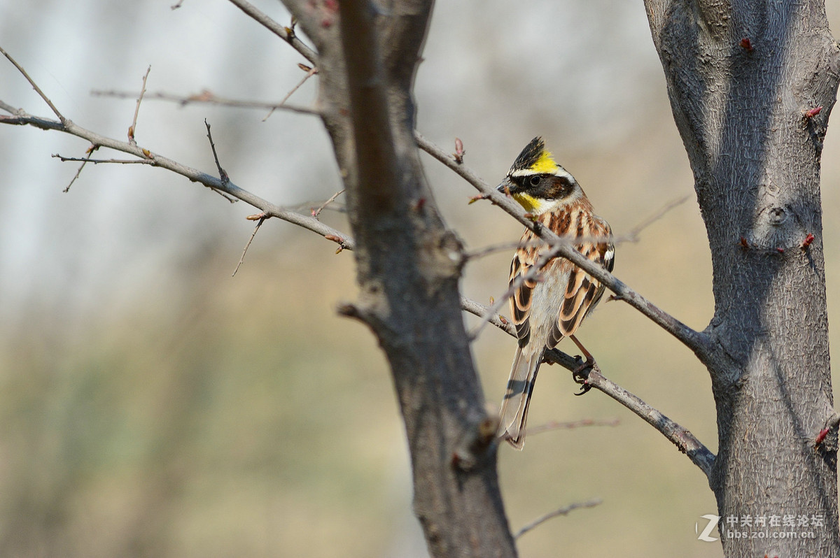 #尼康鸟类作品赏析#【几只小鸟（打鸟中，右脚负伤了）】 （老阿推荐）