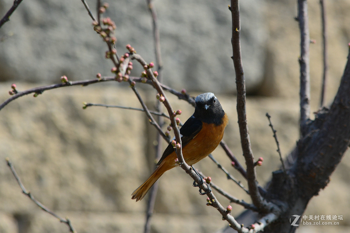 #尼康鸟类作品赏析#【几只小鸟（打鸟中，右脚负伤了）】 （老阿推荐）
